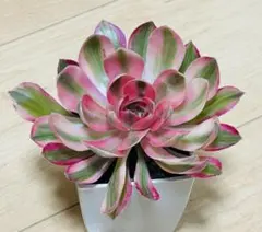 2026年最新】錦 アエオニウムの人気アイテム - メルカリ