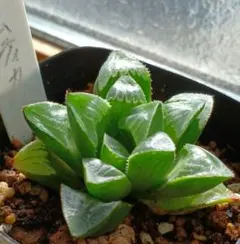 ハオルチア ムチカ 大株の美株