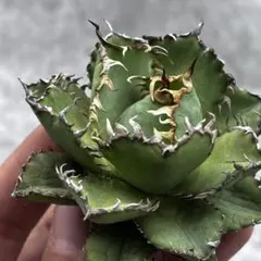 2026年最新】アガベ チタノタ フィリグリーの人気アイテム - メルカリ