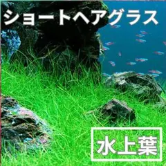 【水上葉】ショートヘアグラスのサムネイル