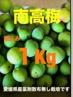 南高梅　中サイズ〜　箱込み１キロgのサムネイル