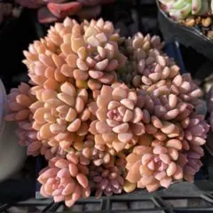 キュービックフロスト錦 綴化 Echeveria Cubic Frost - メルカリ