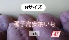 種子島安納いも 紅 Mサイズ 5㎏