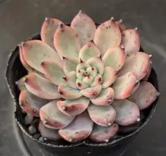 Fruitpannacotta様 リクエスト 2点 まとめ商品