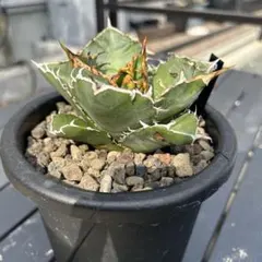 アガベ　チタノタ　白鯨