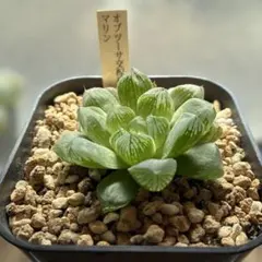 オブツーサ錦 混合種子 令和7年産 注文よろしくお願いします^ ^ 2025年最新】オブツーサ錦交配種の人気アイテム - メルカリ