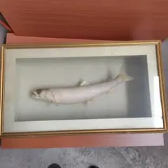 2026年最新】剥製 イトウの人気アイテム - メルカリ