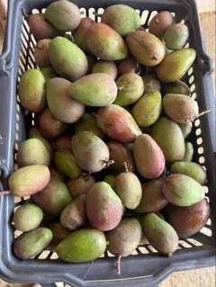 沖縄 】摘果マンゴー 約15kg M〜L 【raw mango】 - メルカリ