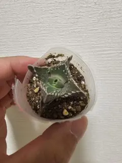 2025年最新】フォーカリアの人気アイテム - メルカリ