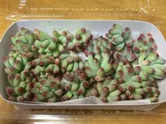 にこ様 リクエスト 2点 まとめ商品