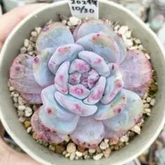 2025年最新】モンロー錦の人気アイテム - メルカリ