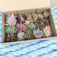 小箱いっぱいセット✨多肉植物　エケベリア　詰め合わせ　韓国苗　寄せ植えに!!