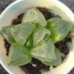 Top【選抜株】多肉植物　13218布引又ノビ　10個　鉢無し/脱土 Top【選抜株】多肉植物 13218布引又ノビ 10個 鉢無し/脱土 - メルカリ