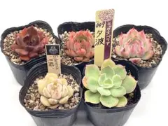⑳大きめ苗! 青鬼❣️紅染華❣️ブルーバニラ❣️もみじ飴❣️メルカリ便込 2025年最新】おらいさん苗 青鬼の人気アイテム - メルカリ