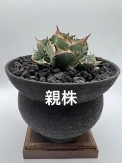 2026年最新】清櫻の人気アイテム - メルカリ