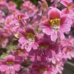 ぽんじゅーす様専用花苗　シザンサス5本