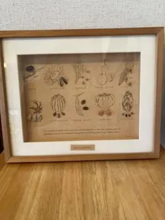 種子のアートフレーム