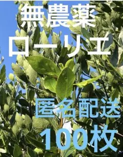 無農薬 ローリエ 100枚 匿名配送