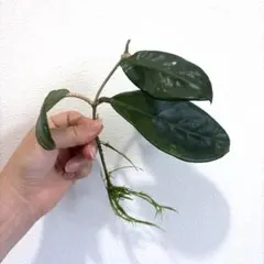 さちママ様専用】ホヤ プビカリクス ブラックドラゴン 【抜き苗