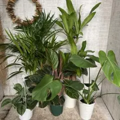 2025年最新】幸福の木 6号の人気アイテム - メルカリ