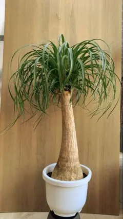 トックリラン ポニーテール マヤパーム 観葉植物 - メルカリ