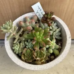 2025年最新】レッドベリー 錦の人気アイテム - メルカリ