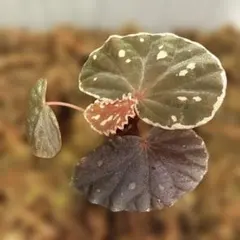 Begonia sp. from North Toraja 青ベゴニア 原種 - メルカリ