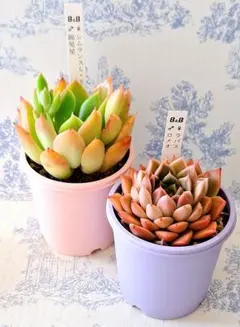 ぼのぼのさん苗6点セット※札なし※ ポットごとメルカリ便※バラ売り不可※ 2026年最新】ぼのぼのさん苗 小蝶の人気アイテム - メルカリ