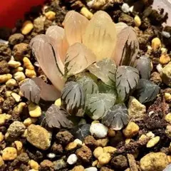 O*Z様 OB-1オブツーサ錦　超美株　ハオルチア　観葉植物　オークション　35