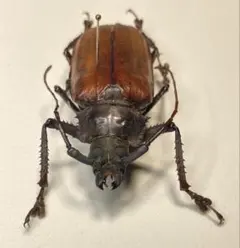 白狐@評価コメントは取引メッセージにて様 リクエスト 2点 まとめ商品