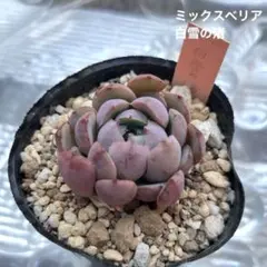 こゆき様 リクエスト 2点 まとめ商品