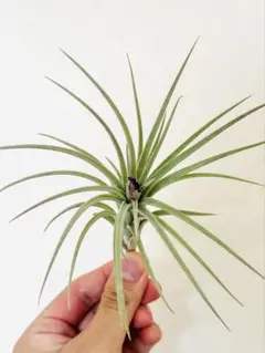 Tillandsia 'Jumping For Joy' A31012 RFIのサムネイル