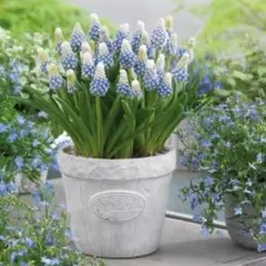 DE-r様 リクエスト 2点 まとめ商品