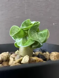 塊根植物　アデニウム獅子葉 CPL DHA実生株①