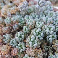 人気セダム　ブルービーン　画像から10カット　多肉植物　セダム