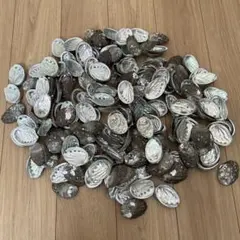 あわび貝殻　180個　まとめ