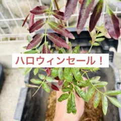 2025年最新】オペルクリカリア ムルチジュガの人気アイテム