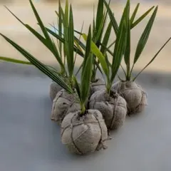 ナツメヤシ　３年生苗のサムネイル
