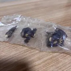 SELECTED EDITION アルマジロトカゲ　（新色）