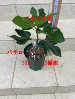 訳あり】Plinia sp. El soberbio ジャボチカバ 熱帯果樹 - メルカリ