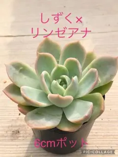 miyaさん✡️モラニー×(メキシコミニマ×ヒューミリス)✡️ミヤ苗 多肉 抜苗 miyaさん✡️モラニー×(メキシコミニマ×ヒューミリス)✡️ミヤ苗