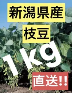 【農家直送】旬の採れたて枝豆-1kgのサムネイル