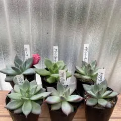 【サービス品@980】コロラータ デザートハーモニー(1苗) 2025年最新】コロラータ デザートハーモニーの人気アイテム - メルカリ