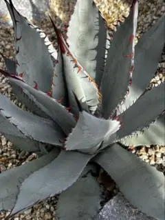 2025年最新】屈原の舞扇の人気アイテム - メルカリ