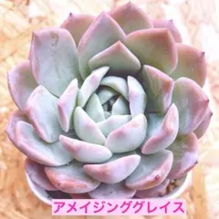ちぁーちぁんママ様 リクエスト 2点 まとめ商品