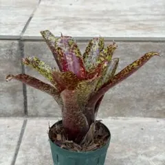 Jim様 リクエスト 3点 まとめ商品