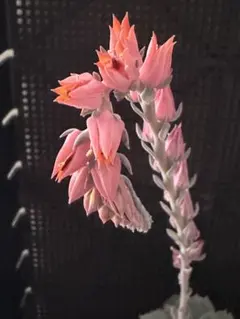 ❣️多肉植物❣️エケベリア❣️ カナディアン❣️古株❣️木立抜き苗❣️開花中❣️のサムネイル