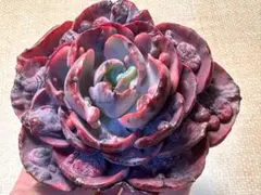 ミ*マ様 F1410新入荷　レインドロップス錦　エケベリア　多肉植物　撮影2月1