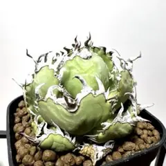 2025年最新】フィリグリー アガベの人気アイテム - メルカリ