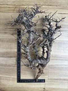 S*T様 コミフォラ カタフ ソマリア 現地株 アフリカ直輸入株 塊根植物
